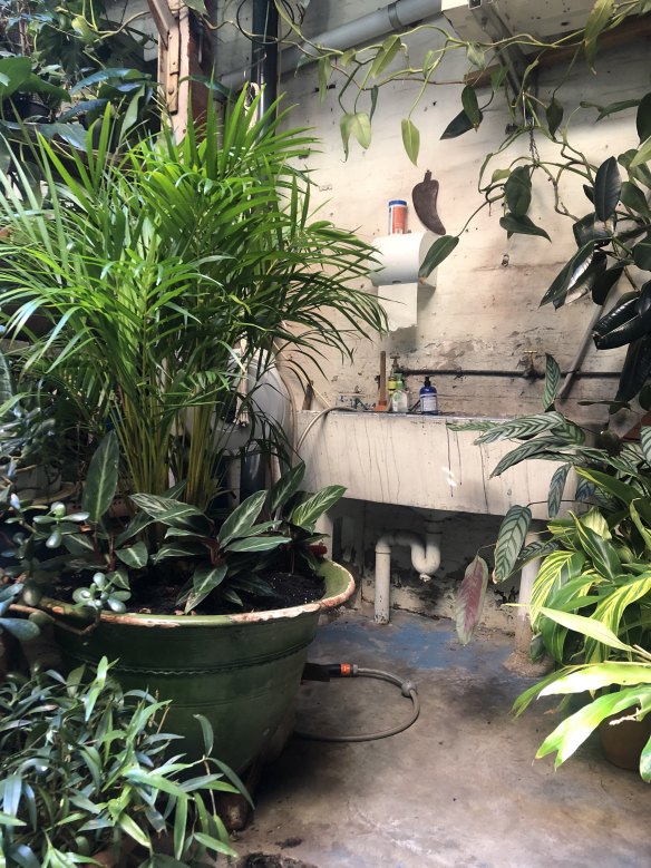 Weathered walls and variegated leaves