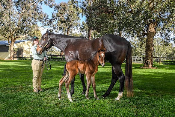 The six day old colt which was born prematurely with mother Peninsular Miss and stable hand Georgie Collie.