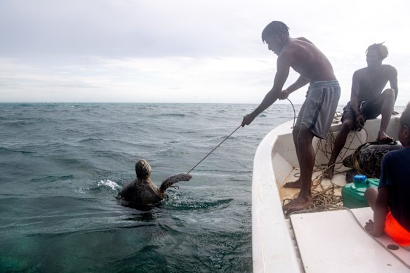 Hunting turtle for the Mabo Day feast. Johnson Kaigey pulls the turtle to the boat with Mapu Thaiday.