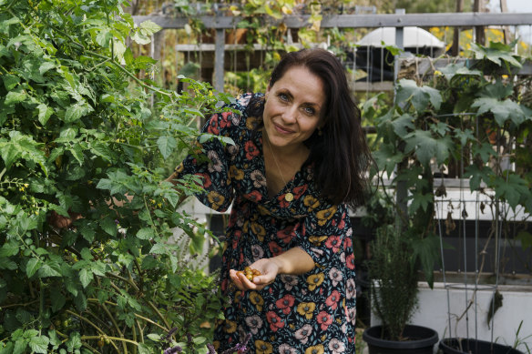 Katja Phegan harvesting tomatoes in her backyard vegetable garden in Manly. 