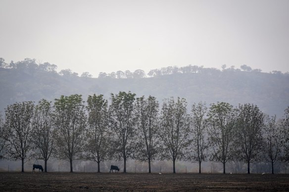 A farm on Lake Road near Lake Hume covers in smoke haze caused by bush fires. 
