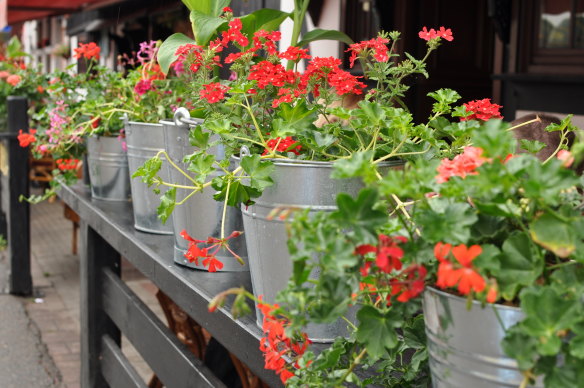 A troupe of red geraniums can make any garden dance with joy.