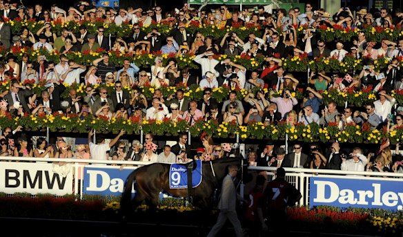 Black Caviar in the mounting yard prior to the TJ Smith Stakes.