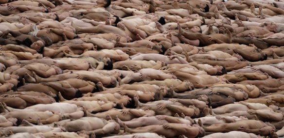  Nude people lie down  on the steps of the Sydney Opera House while they pose for a photo by Spencer Tunick.
