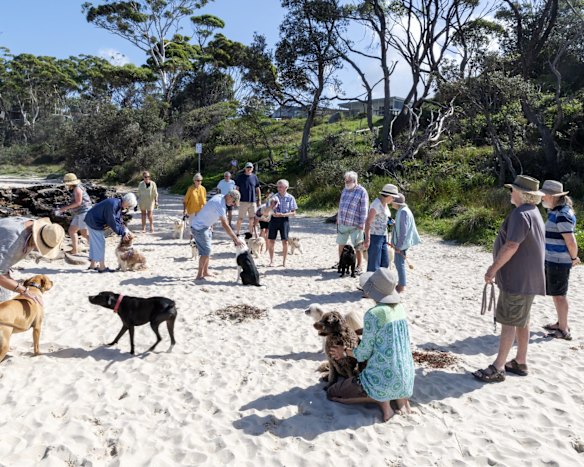 Narrawallee and Mollymook residents gather at Narrawallee beach to walk their dogs.
