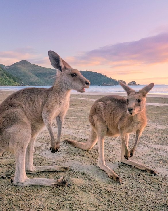 Cape Hillsborough, QLD