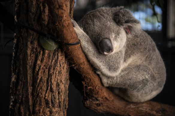Koalas will receive a $193 million boost from the recent budget but full details of the plan to double their numbers in the wild by 2050 have yet to be released.