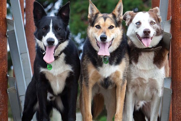 Pets with personality