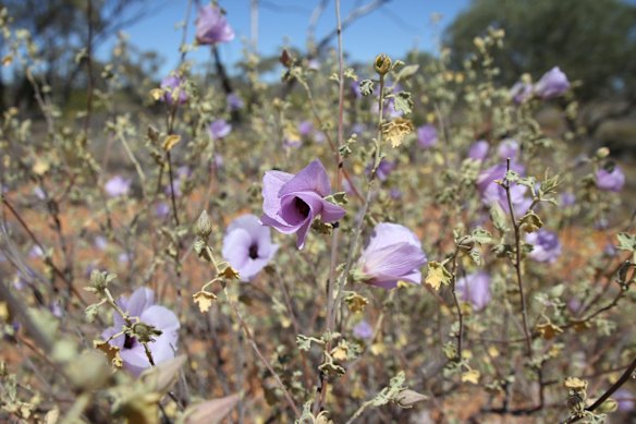 Wildflowers on the station