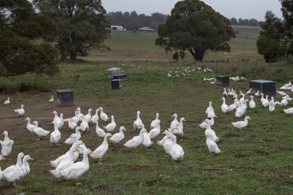 Ducks at the Tathra Place Free Range family-run farm, who sell ducks to restaurants such as Quay and Aria.