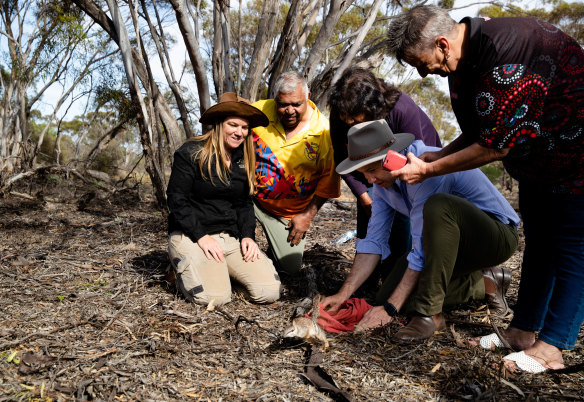 Tali Moyle (left), a wildlife ecologist with the Australian Wildlife Conservancy, looks as Environment Minister Matt Kean releases a numbat in the Mallee Cliffs National Park. Also watching on are Barkandji Traditional Owners (left to right), Warren Clark, Betty Pearce and Kathy Potter.