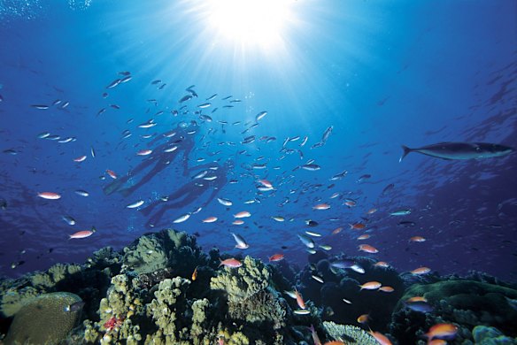 Lady Elliot Island, sometimes known as 'Manta Heaven', at the southernmost point of the Great Barrier Reef.