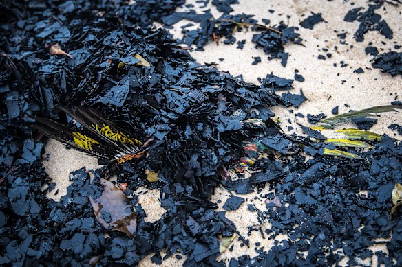 Possibly Rainbow Lorikeet.