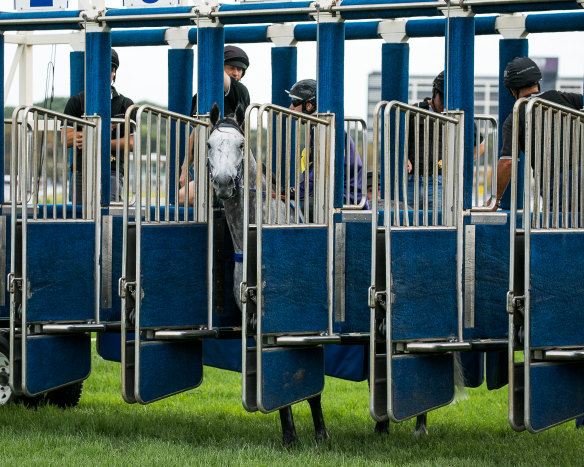Going nowhere: Chautauqua refuses to jump in a barrier trial at Randwick in February.