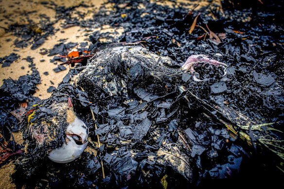 Yellow Tailed Black Cockatoo.