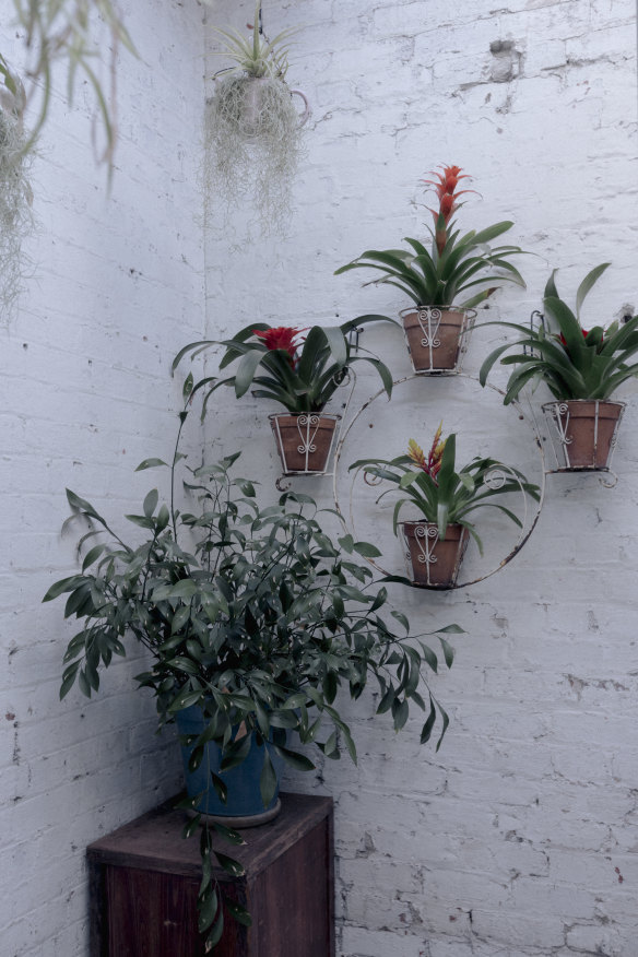 Almost every plant and pot has been acquired from friends, family or the street.