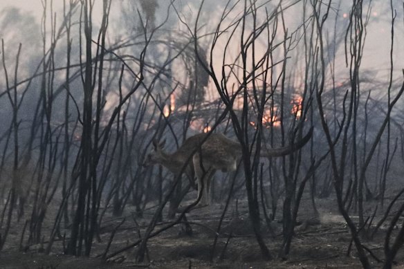 A kangaroo jumps through burning bushland in the North Black Range.