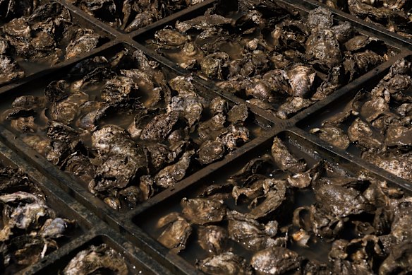 Hawkesbury River Oyster Shed, operated by Deb and Peter O'Sullivan at Mooney Mooney. The past week's torrential rain and flooding has threatened the Oyster industry along the Hawkesbury River, due to fresh water flushing out the saltwater needed for the oysters to survive. 