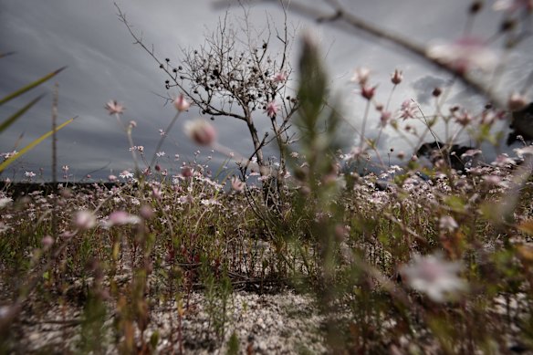Pink Flannel flowers (Actinotus forsythii) bloom at Gooch's Crater near the Gardens of Stone National Park in Lithgow.