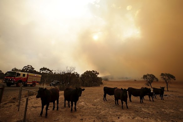 Cattle on a property as the North Black Range bushfire threatens properties at Bombay, NSW.