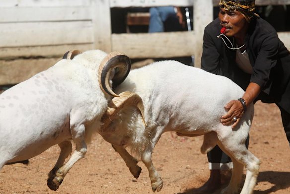 Ram fighting in Indonesia
