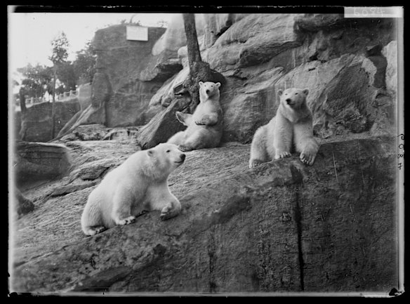 Polar bears, Taronga Zoo, 1917. 