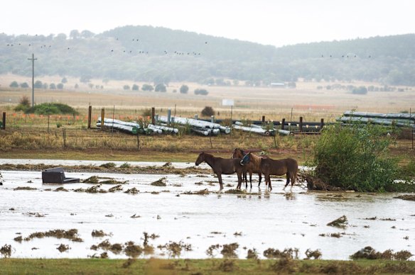 Horses stand in the flooded paddocks between Ikea and Majura Parkway.