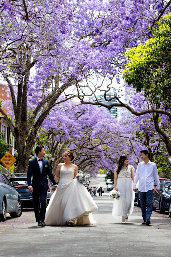 Mr & Mrs Kinarta, and Mr & Mrs Soegianto, both originally from Indonesia, are having wedding photos taken with under jacarandas trees in Kirribilli.