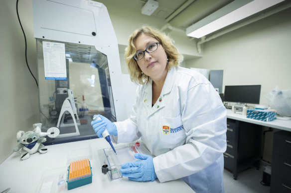 Professor Kathy Belov, Professor of Comparative Genomics at Sydney University, is part of the team that plans to build on the recent sequencing of the koala genome to map the health of the marsupial’s population across eastern Australia.