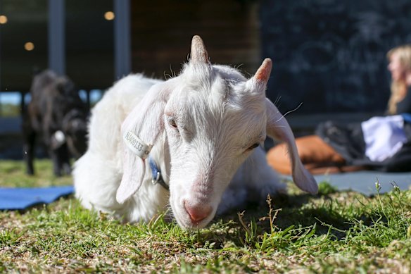 Get zen with a goat