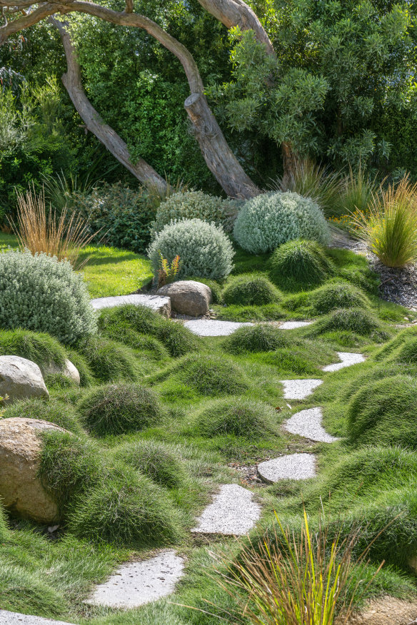 Casuarina ‘Cousin It’ rings stepping stones in Jamboree, a garden designed by Peter Shaw in Anglesea.