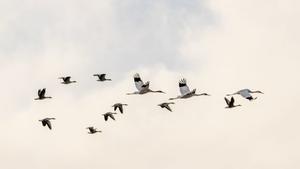 Siberian cranes take flying training at Wuxing Farm in the eastern China's Jiangxi Province.