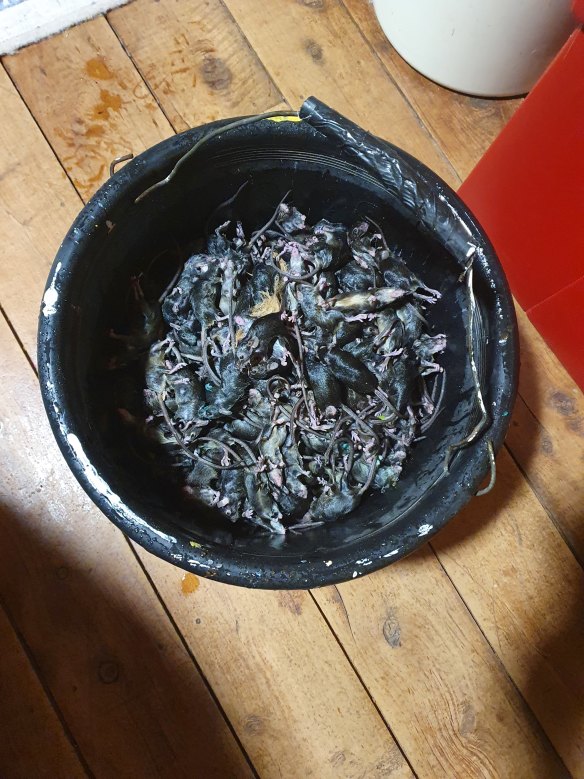 Dead mice ’accumulated each night by the bucketful inside a farm house at Bakers Swamp in the Central West of NSW.