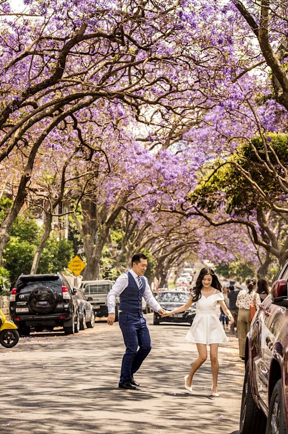 Wedding photos in McDougall Street, Kirribilli. 