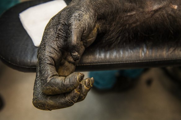 Kuma undergoing a health check at the Taronga Wildlife Hospital.