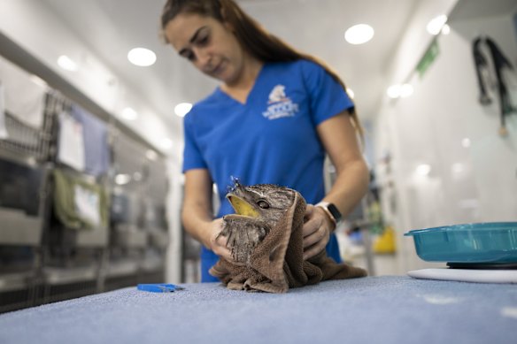 A tawny frogmouth under examination at the Byron Bay wildlife hospital, in New South Wales.