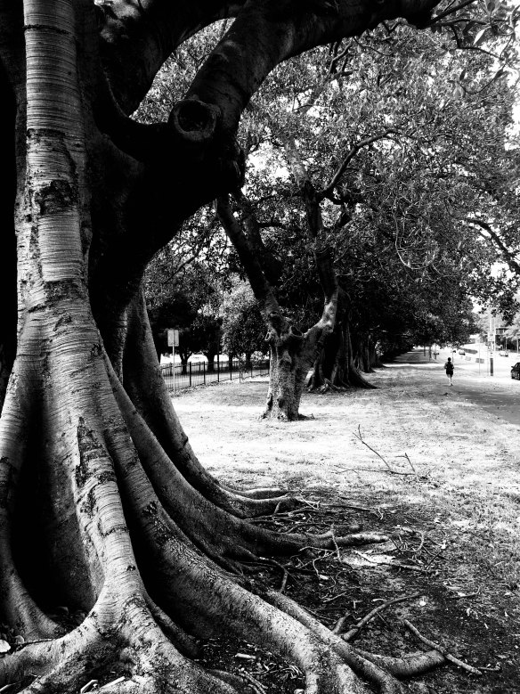 Anzac Parade trees