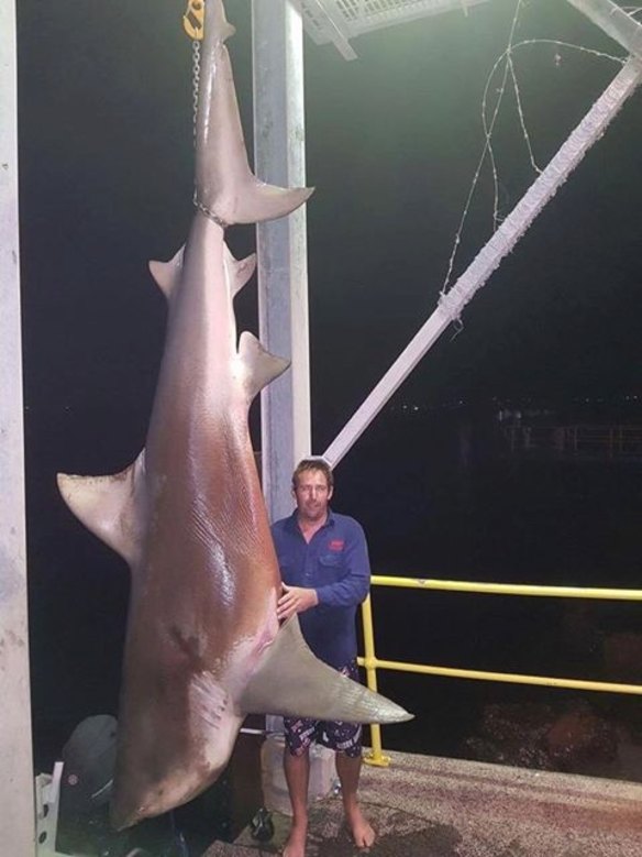 A massive bull shark caught from Swansea Channel.