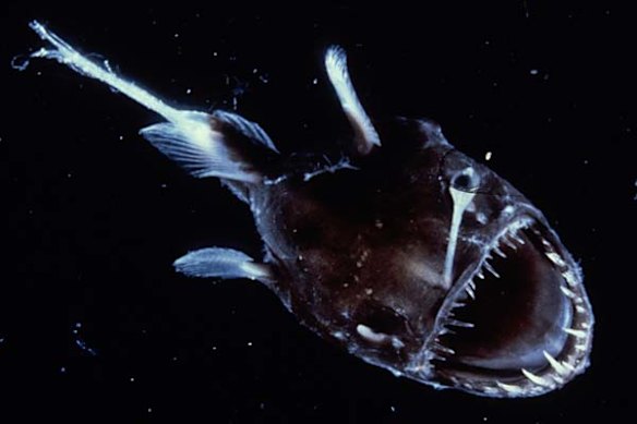Creatures of the deep