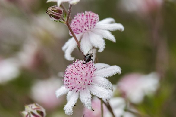 A Bee lands on a Pink Flannel Flower (Actinotus forsythii) near the Golden Stairs lookout in the Blue Mountains National Park.