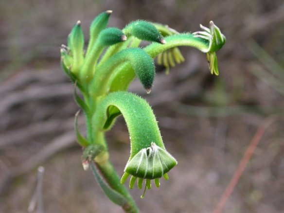 Anigozanthos viridis, or green kangaroo paw, common in the swampy parts of the reserve. 