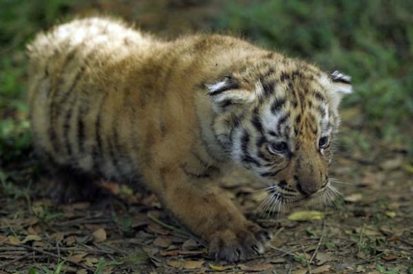 Tiger cubs born in Cali