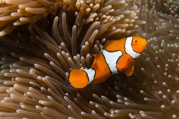Great Barrier Reef health: latest photos