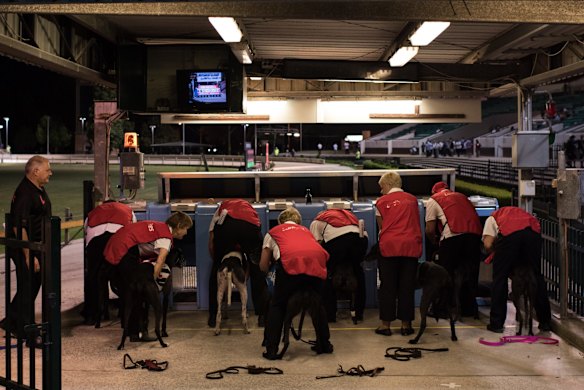 Wednesday night race meeting at Wentworth Park Greyhounds on March 9, 2016, in Sydney, Australia. 