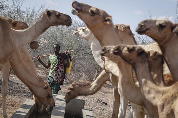 A herder tends to his camels as they drink from a water point in the desert near Dertu, Wajir County, Kenya.