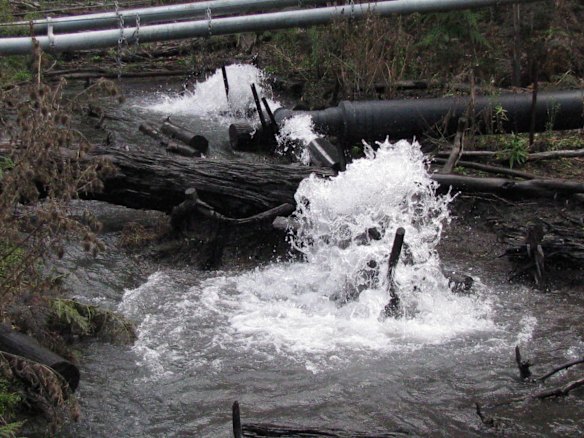Springvale mine was pumping polluted mine water into the top of the East Wolgan swamp in June 2008. The swamp has been extensively damaged as the polluted water killed off all the vegetation and also ground cracking caused by subsidence resulted in the swamp draining and drying out.