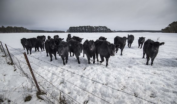 Cattle search for feed as snow blankets the ground at Black Springs. 