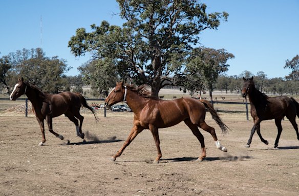 Retired racing horses used in an equine therapy program run by Racing NSW at St Heliers Correctional Centre in Muswellbrook, NSW. 