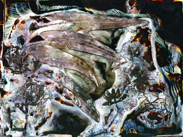 Eucalyptus tereticornis ...therapeutic II, by Renata Buziak. The work involved allowing photographic and blue gum eucalyptus materials to decay together.