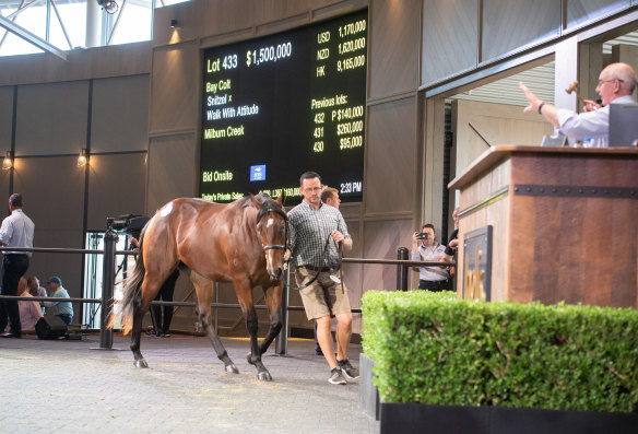 Big bids: The three-day sale produced 22 million-dollar horses.